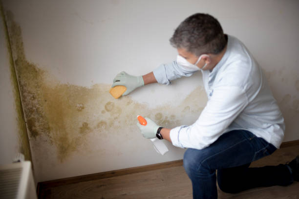 Mold Remediation for Rental Properties in Auburn, MI