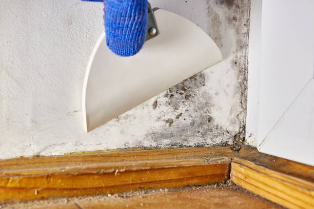 Best Dehumidification Services  in Auburn, MI